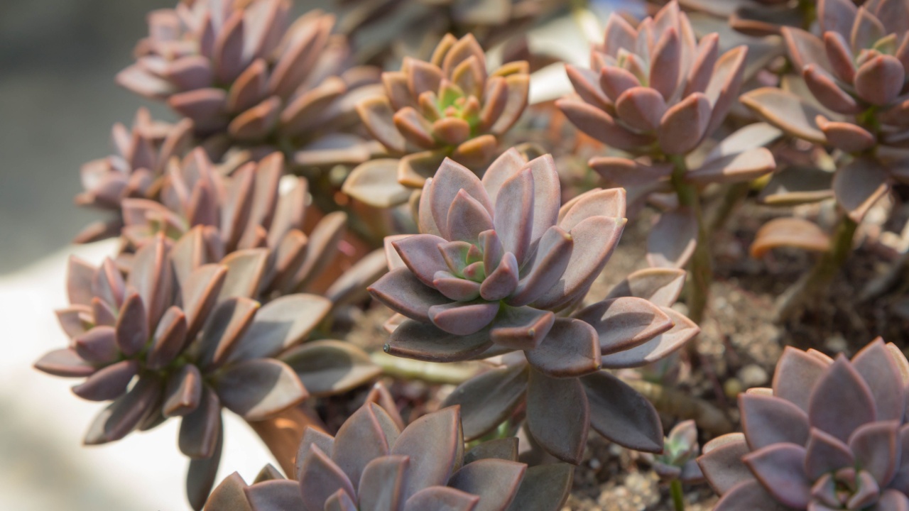 Graptosedum alpenglow succulents, many plants grown in large clay pots, housed in nurseries.