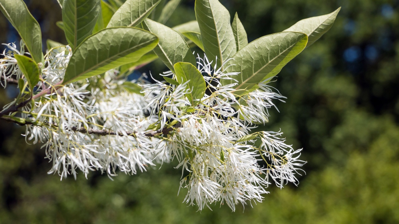 Beautiful blossom of white fringe tree. Chionanthus virginicus.