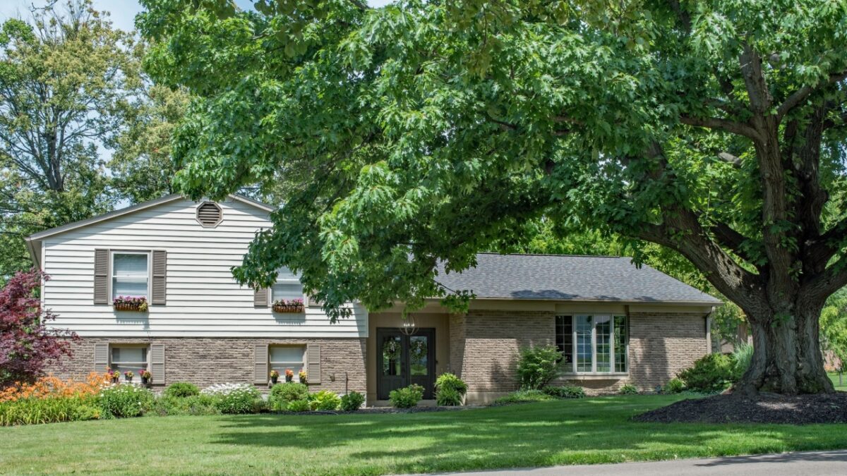 Split Level House with Large Oak Tree and Tiger Lilies