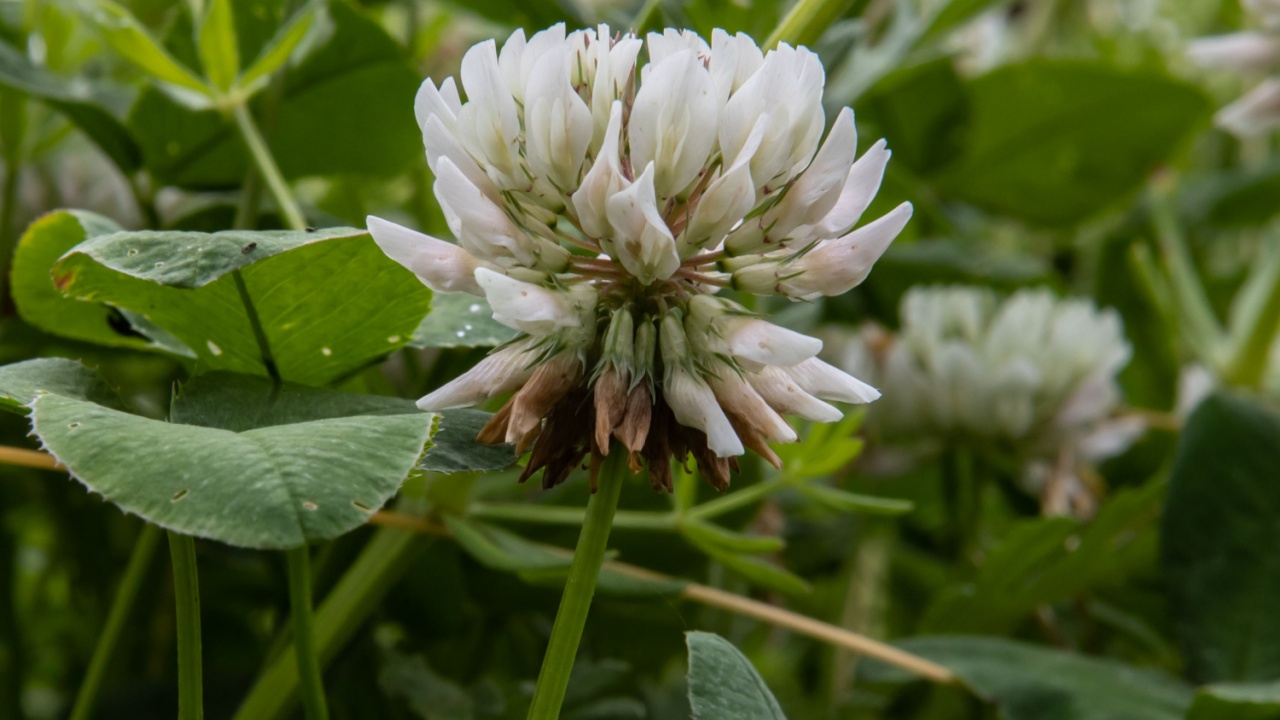 A close up of a white Running buffalo clover flower with blurred background on a sunny day