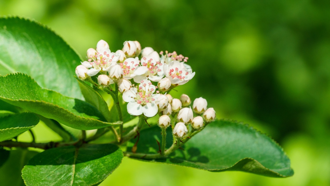 Black chokeberry