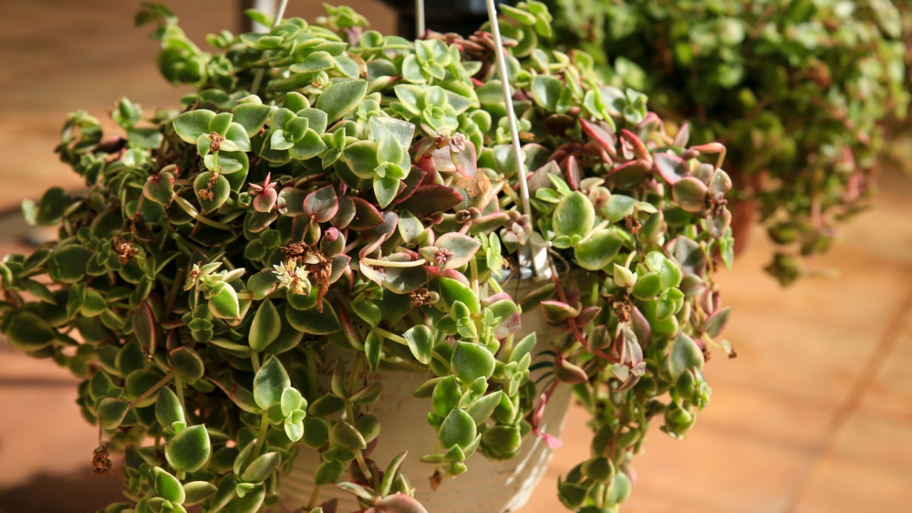 Beautiful potted Crassula Pellucida plants in the garden