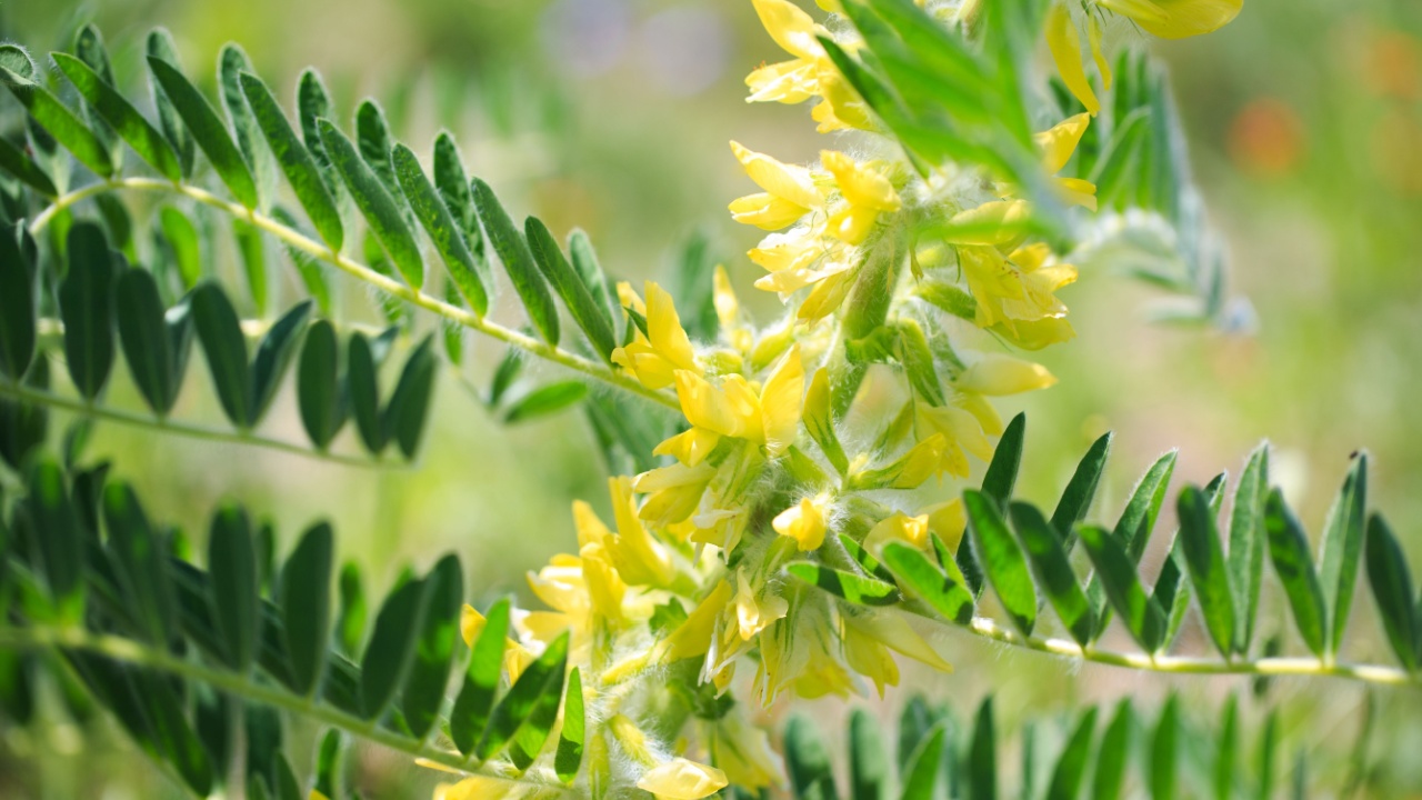 Astragalus close-up. Also called milk vetch, goat's-thorn or vine-like. Spring green background. Wild plant