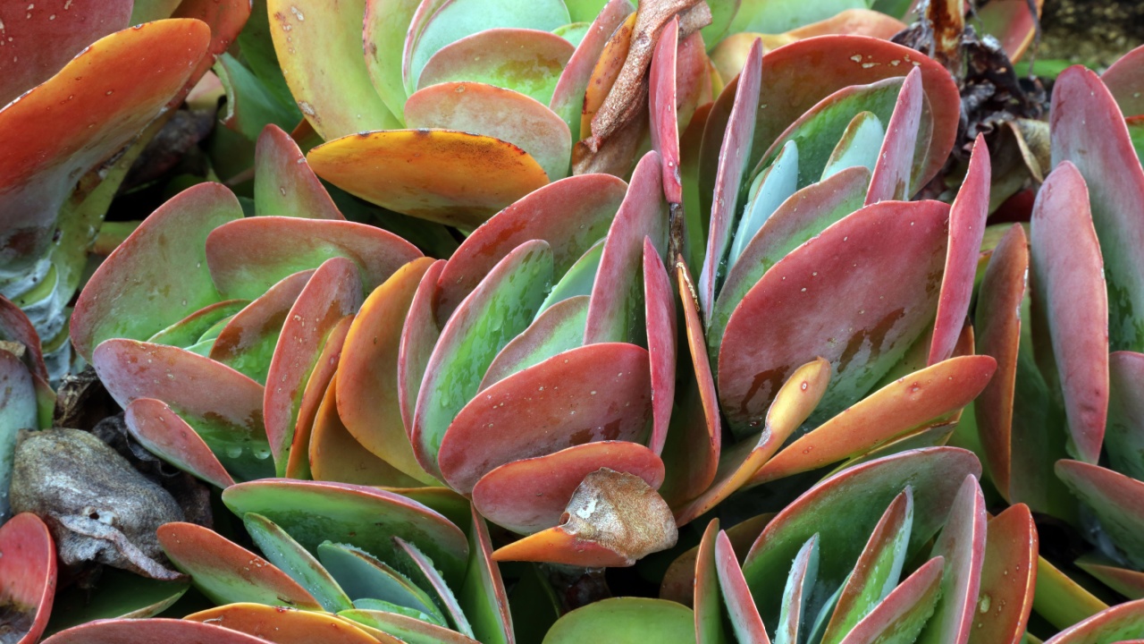 Closeup of a Paddle plant, New South Wales Australia