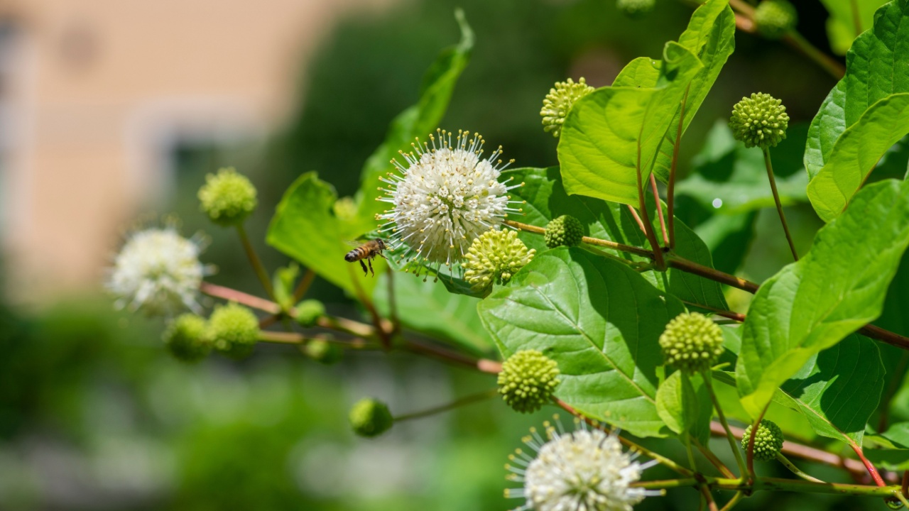 Cephalanthus occidentalis mexical white yellow flowering plant, bright beautiful buttonbush honey bells flowers in bloom