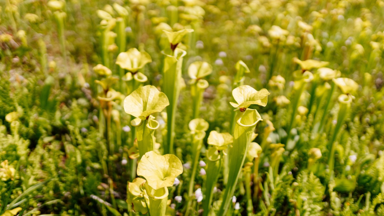 Sarracenia alabamensis or cane-brake pitcher plant, is a carnivorous plant in the genus Sarracenia.