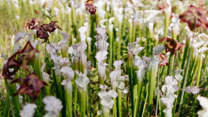 Create a Refuge for Endangered Flowers: 16 Rare Plants of the US