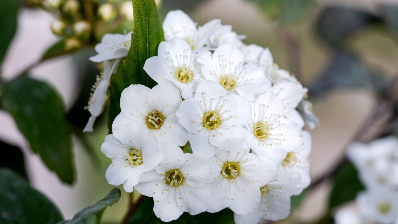 Spirea. White spirea flowers. Spring. Small, white spirea flowers among green leaves on branches.
