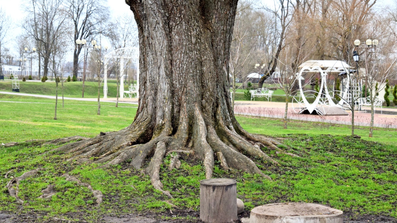 Natural background. Roots of a mighty oak tree close up