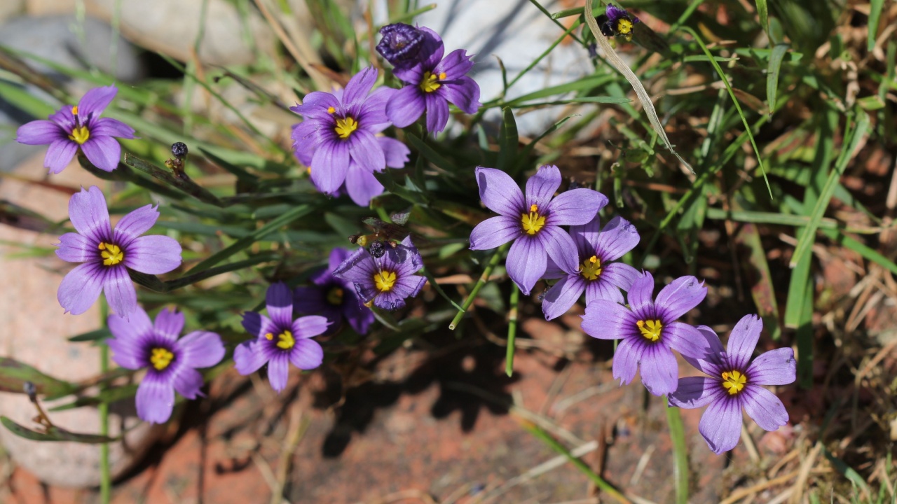 Blue Sisyrinchium or Blue eyed Grass