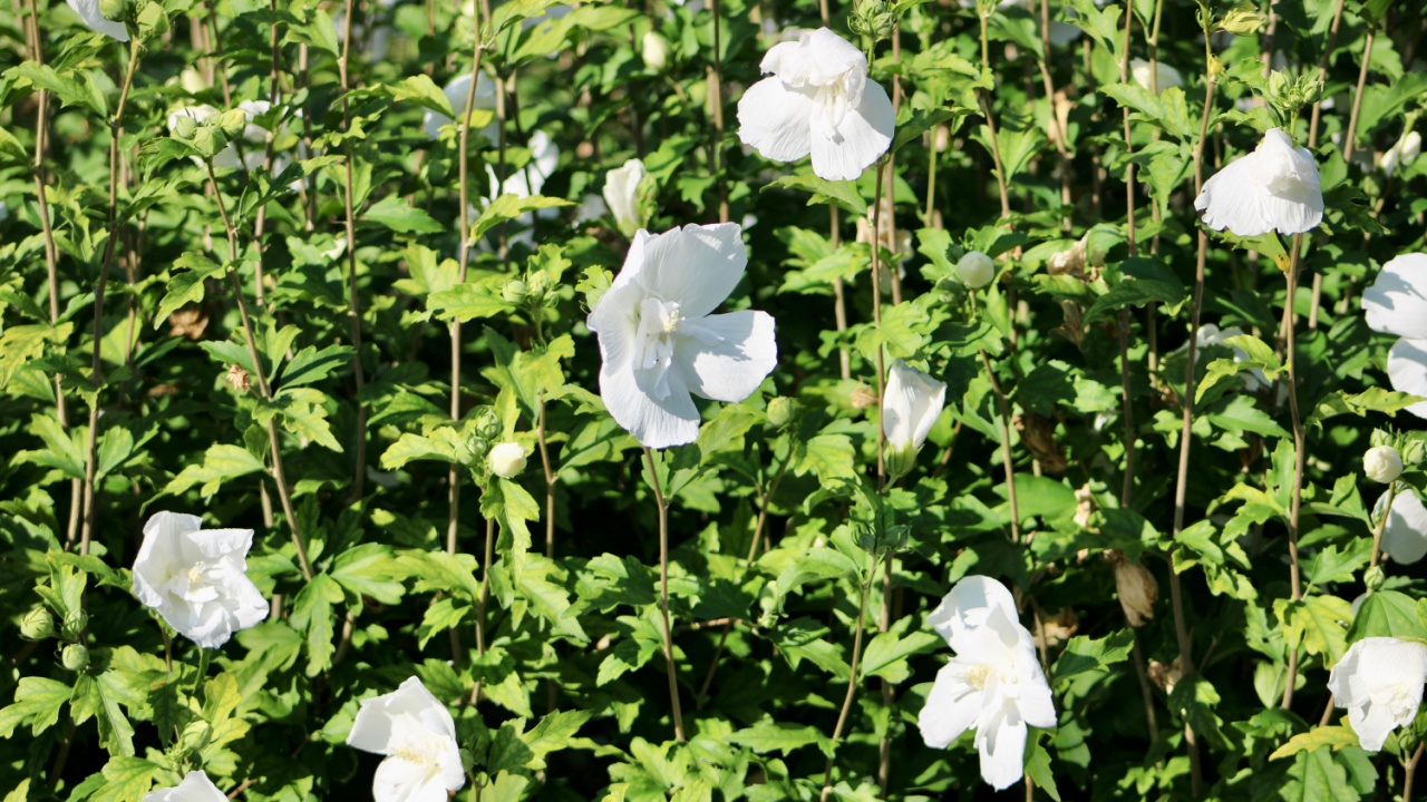 A blooming Rose of Sharon White Chiffon plant.