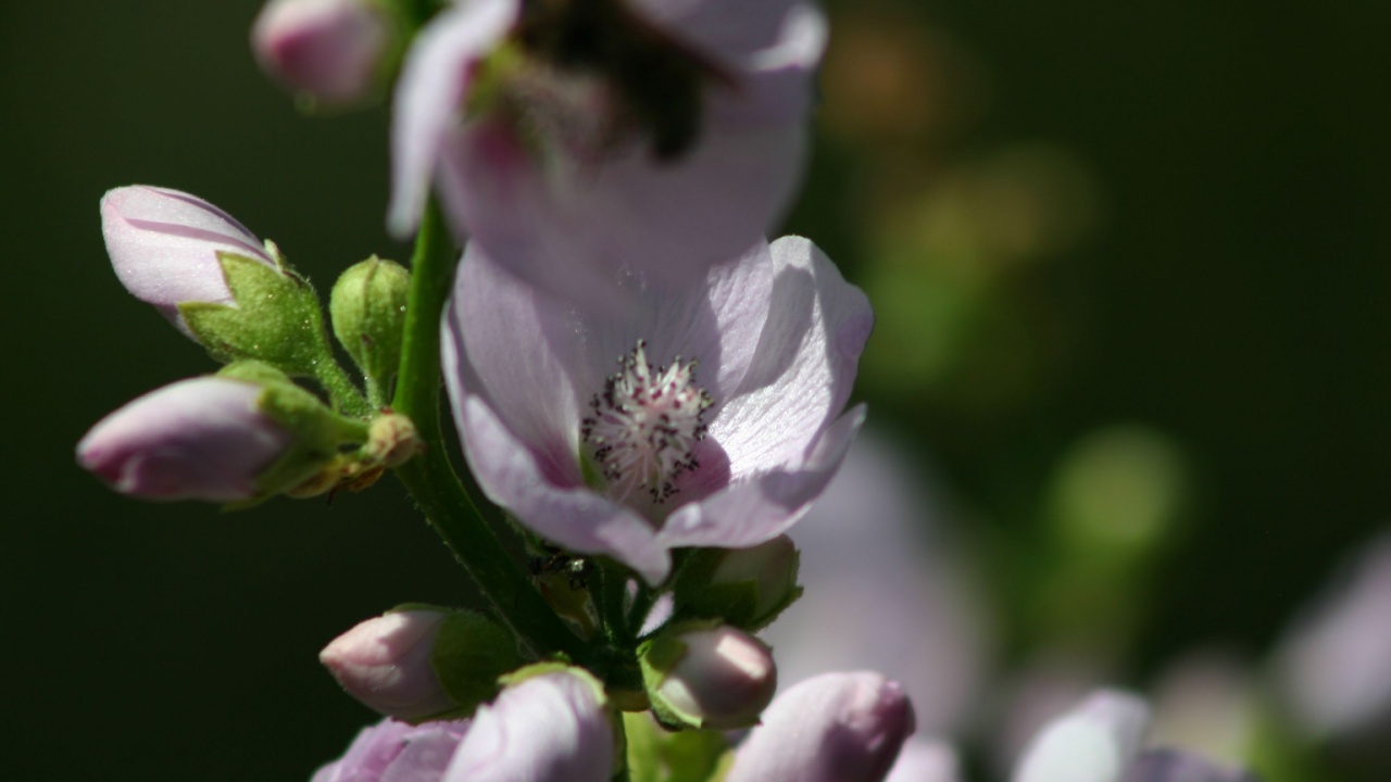 Streambank Wild Hollyhock wildflowers, Glacier National Park, Montana