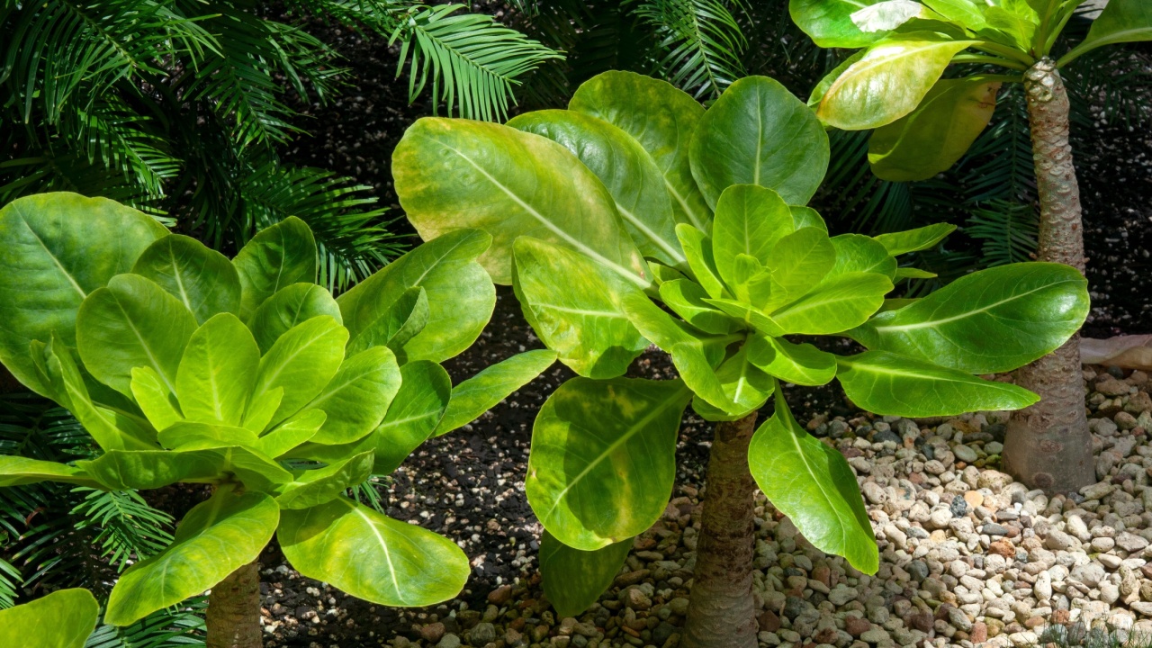 Sydney Australia, critically endangered brighamia insignis or olulu plant native to Hawaii
