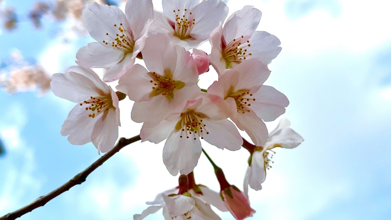 Cherry Blossoms in Japan. Yoshino cherry tree is the most planted cherry tree in Japan. In Japan, “Sakura” generally refers to Yoshino cherry tree.