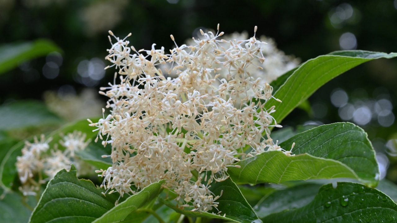 Giant dogwood (Cornus controversa) flowers. Cornaceae deciduous tree. Small, four-petaled white flowers bloom densely in early summer.