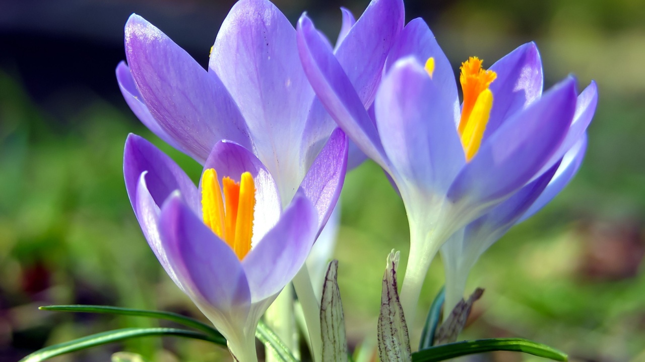 Crocus blossom, crocuses (Crocus) as a still life, close-up and detailed view