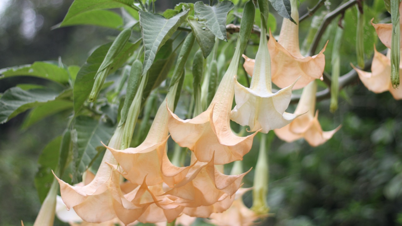 Brugmansia versicolor or angel's trumpets. is a species of flowering plant in the nightshade family Solanaceae.