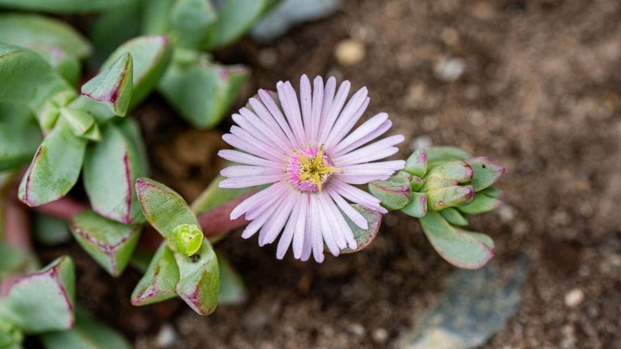 A Pink ice plant, also known as Lampranthus deltoids or a Vygie plant flower photographed in Sedgefield, Western Cape, Garden Route, South Africa