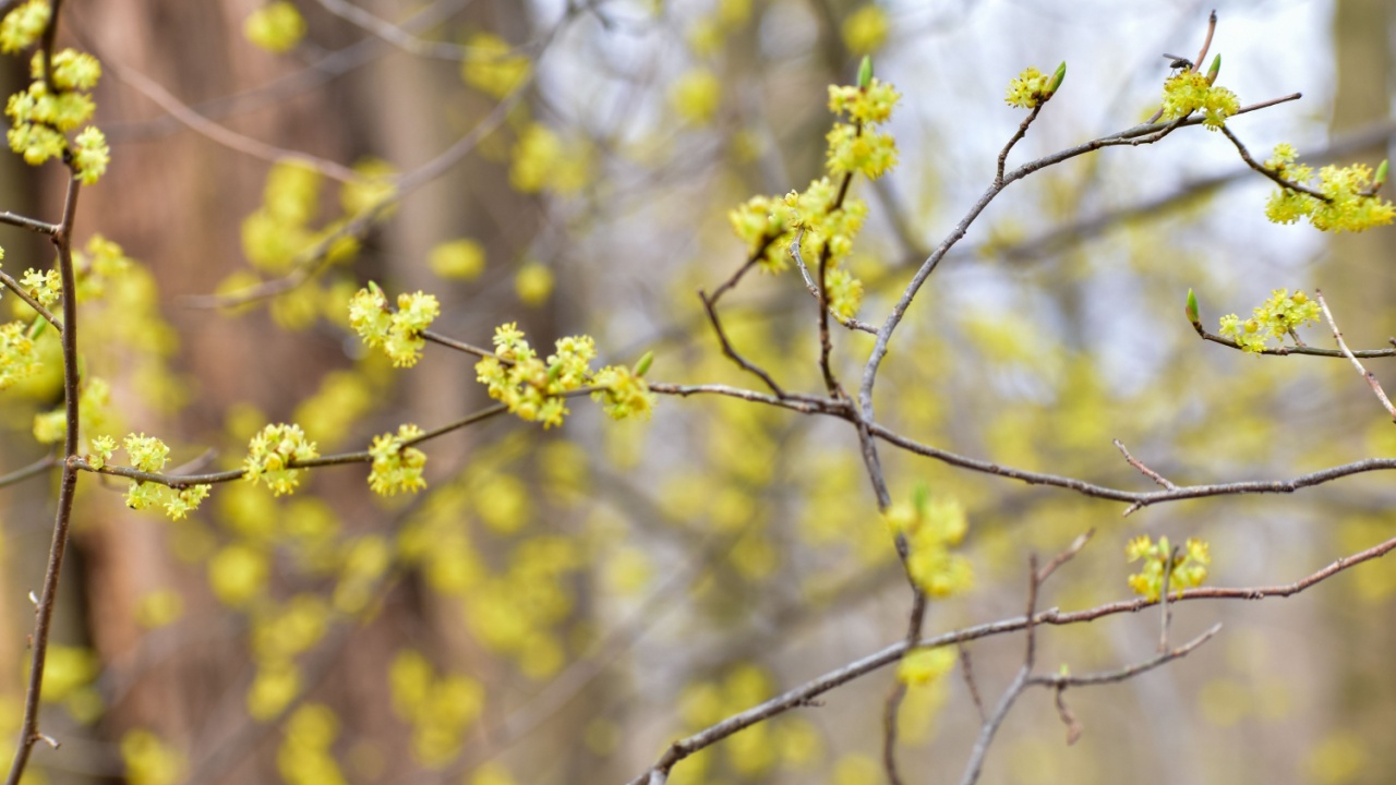 Lindera Spicebush in full bloom yellow flowers with more blurred in the background