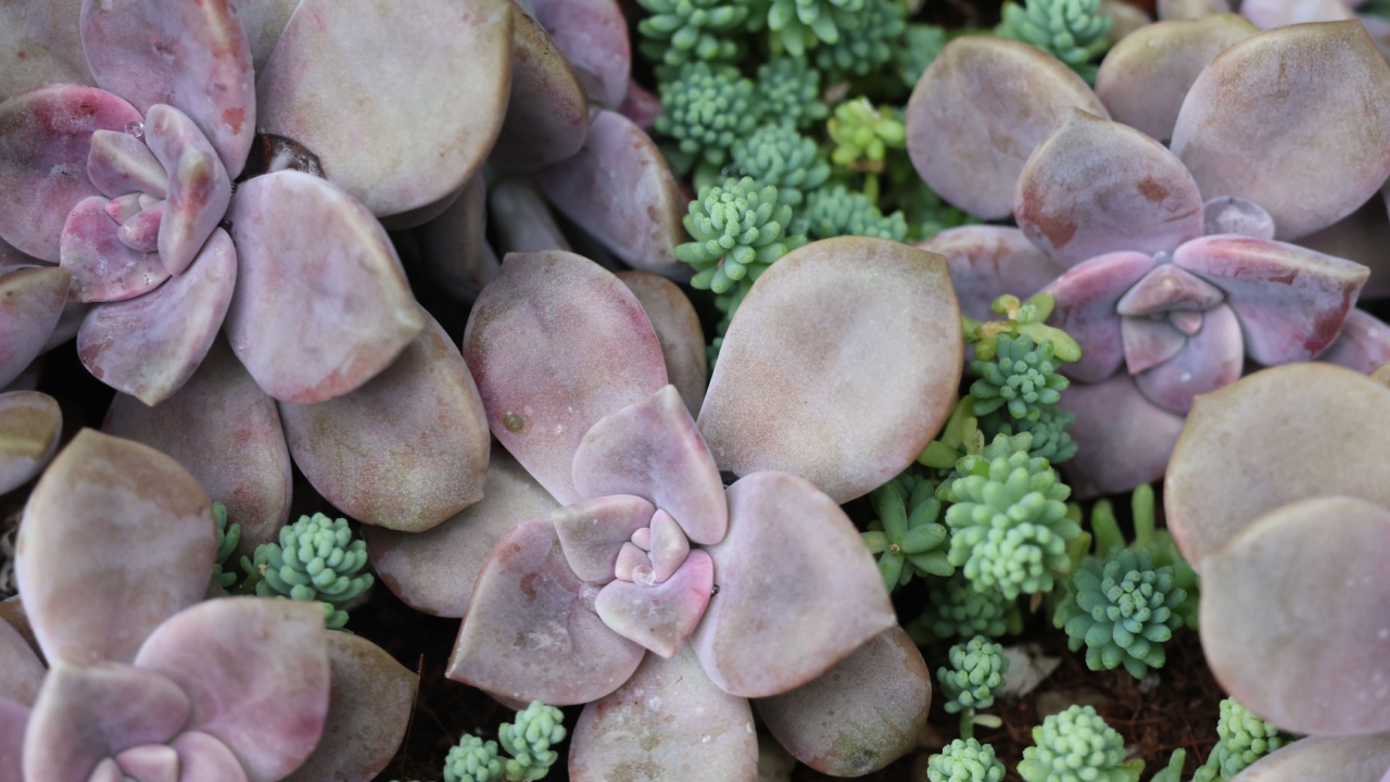 Graptopetalum 'Purple Delight' Graptopetalum paraguayense mother-of-pearl-plant and ghost plant.