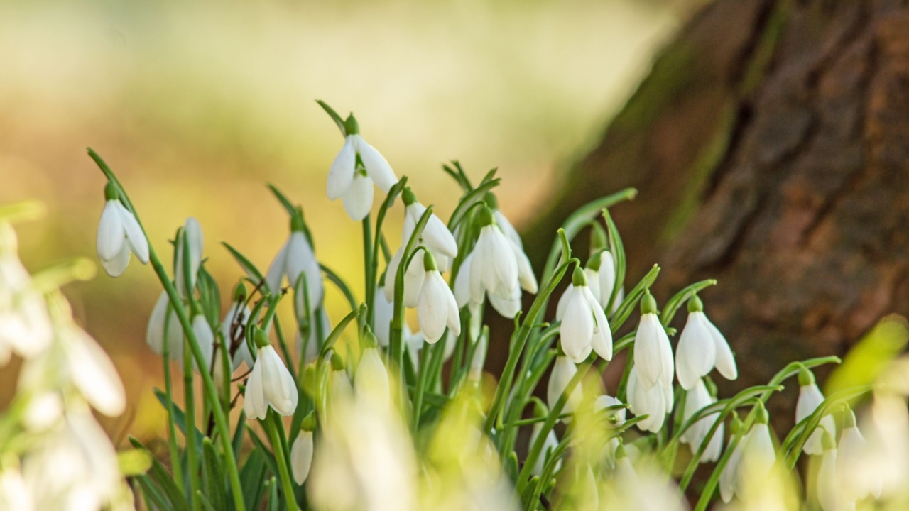 A mature group snowdrops (Galanthus nivalis)