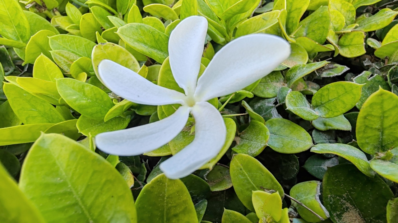 Natal plum. White Color Natal Plum Flower on Green Leave plant. Natal Plum white flower also known as Carissa macrocarpa.