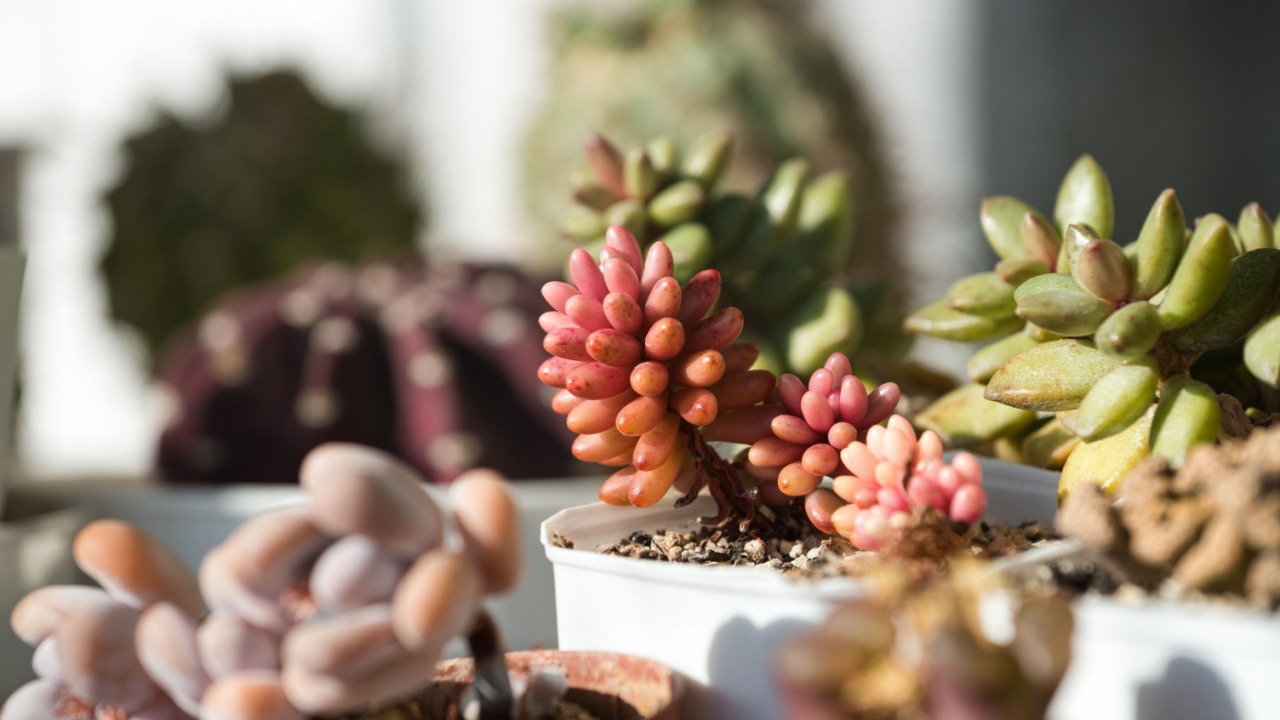 Pink succulent Sedum rubrotinctum Aurora growing in a white pot on a sunny day. Collection of succulents