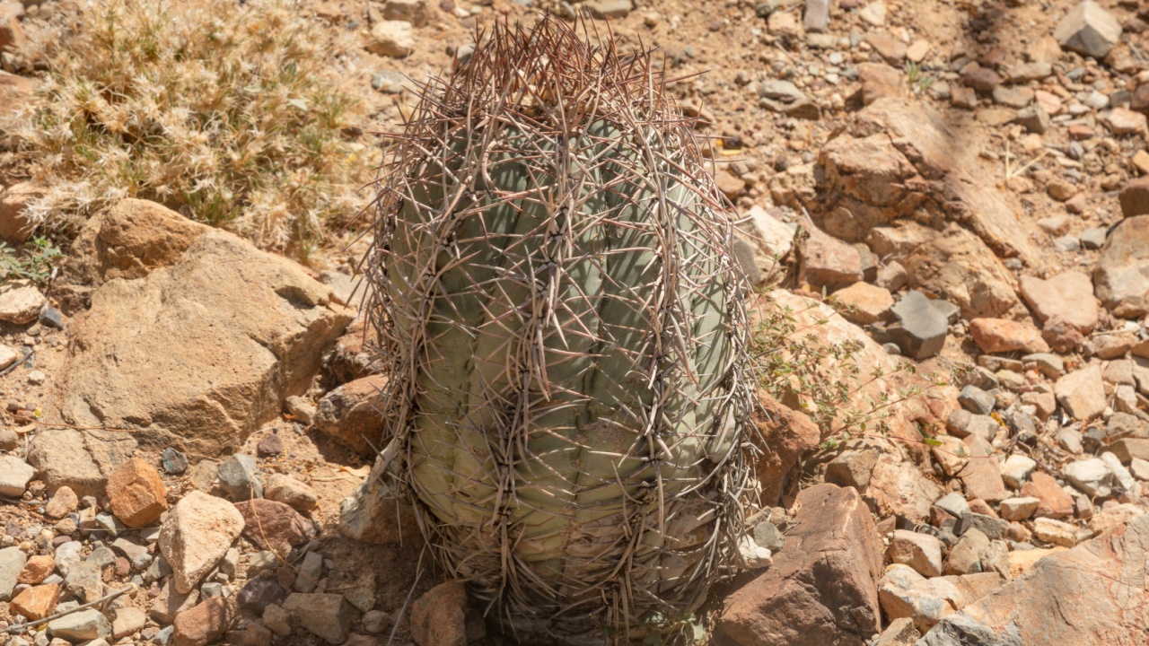 Echinocactus horizonthalonius v. nicholii in Arizona-Sonora Desert Museum.