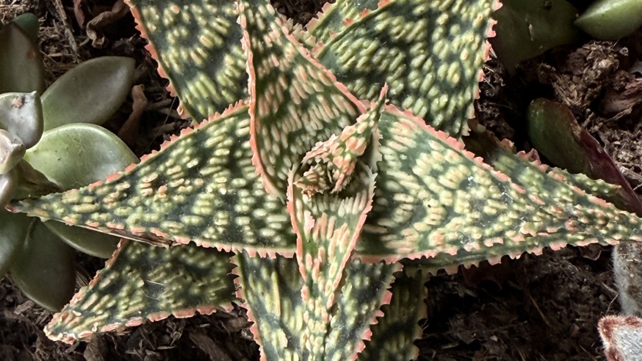 Aloe firecracker succulent hybrid close up