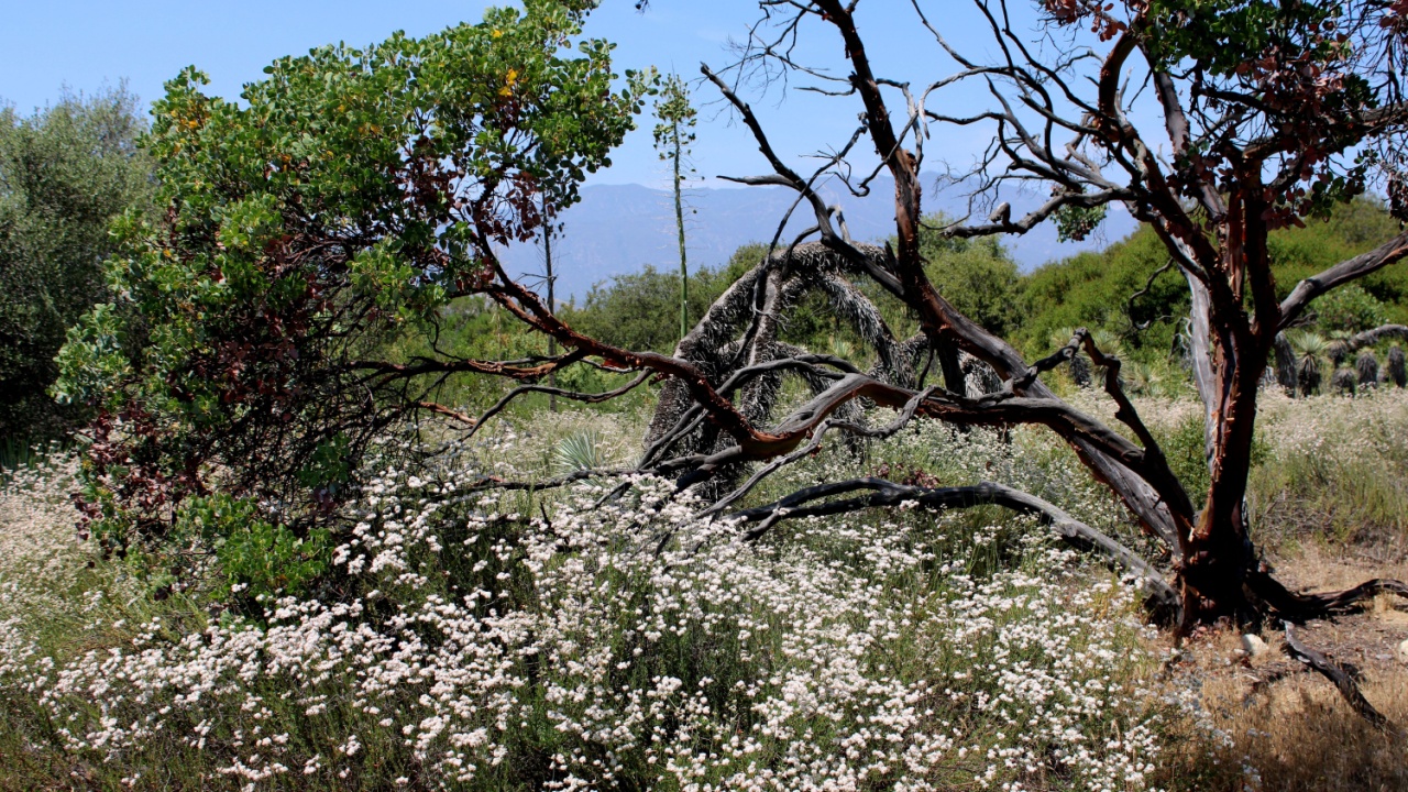 Buckwheat Wildflowers on a grassy field surrounded by chaparral plants taken at a chaparral woodland in the Mojave Desert, CA