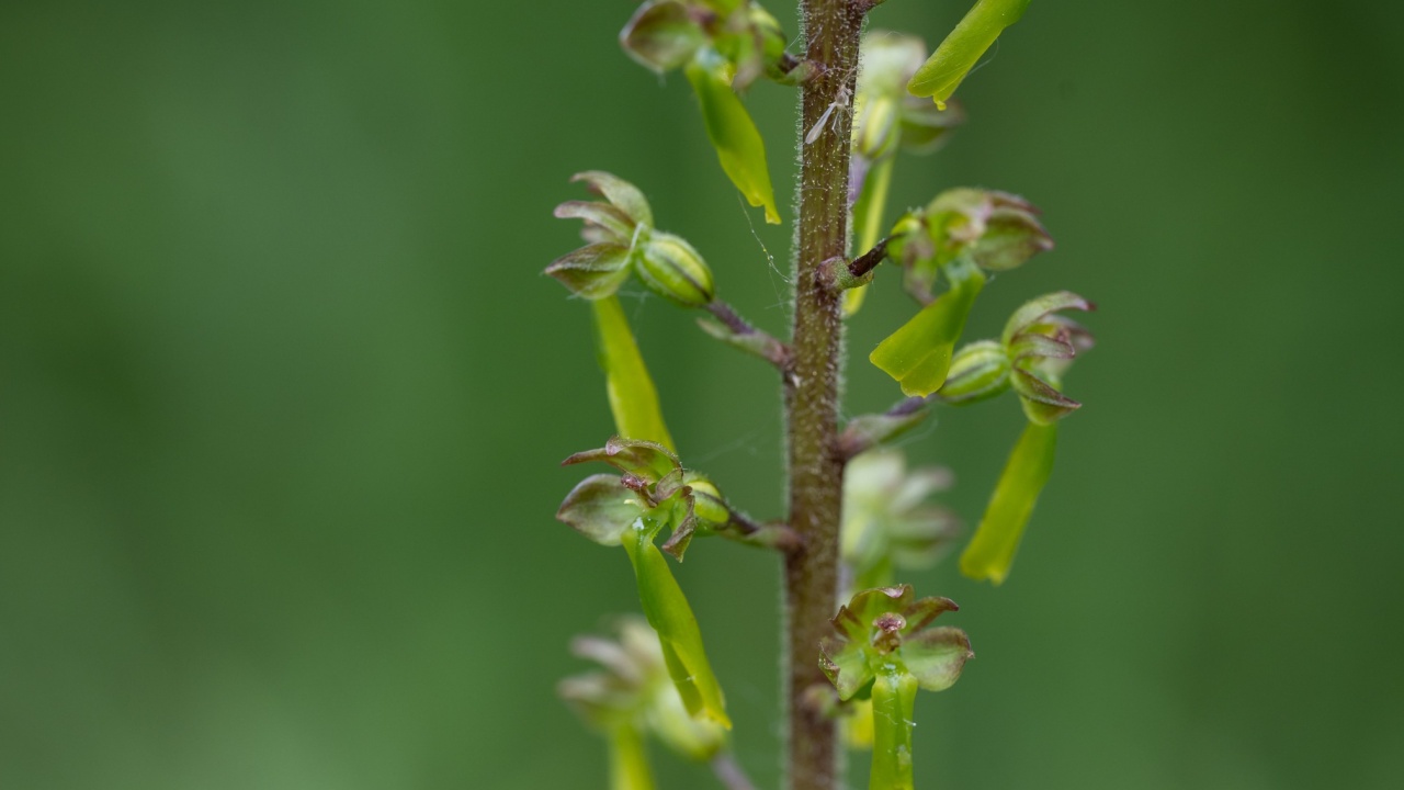 Neottia ovata, Common Twayblade in bloom