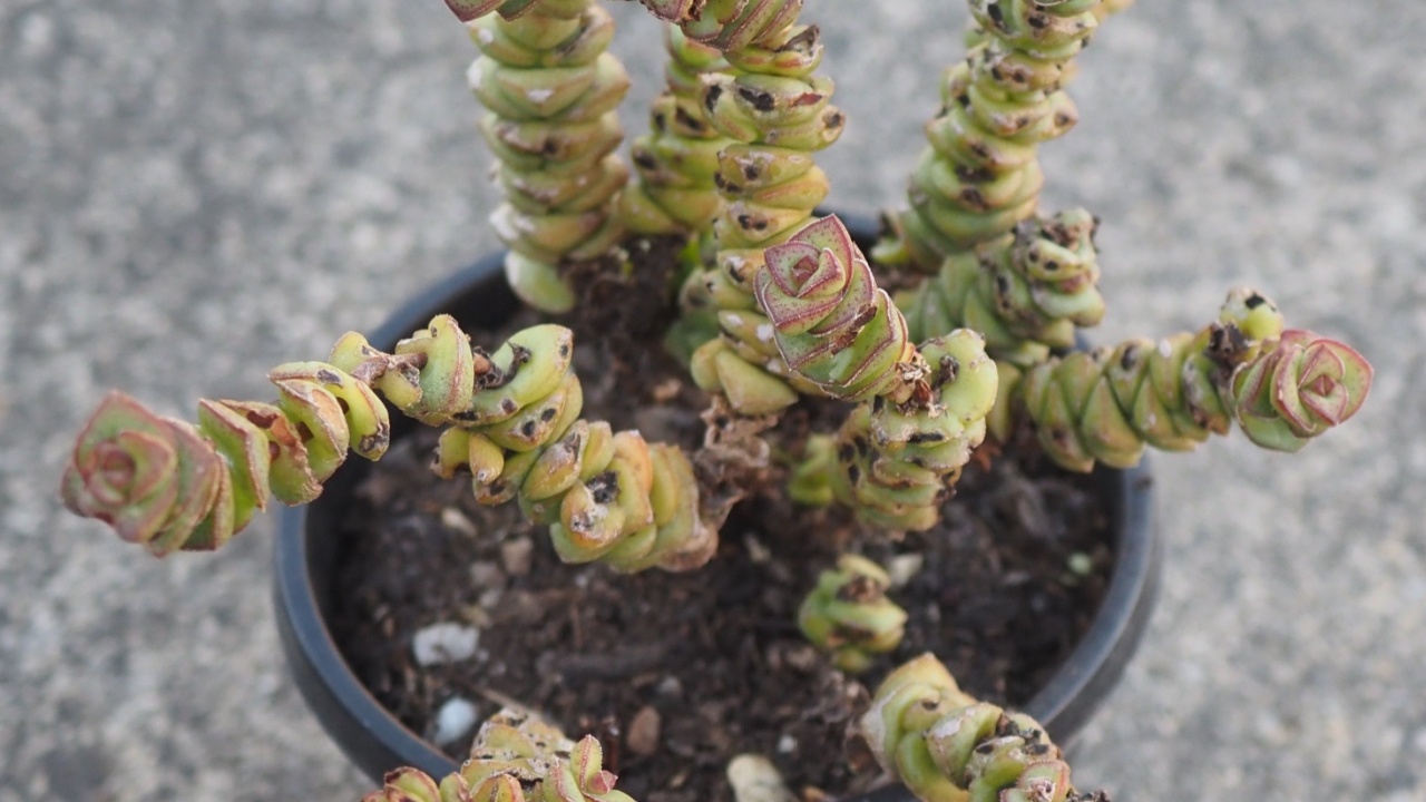 Crassula 'Baby's Necklace mature succulent plant