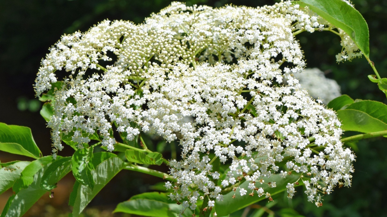 Elderberry flowers in Mississippi