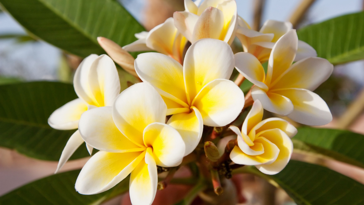 blooming magnolia white yellow