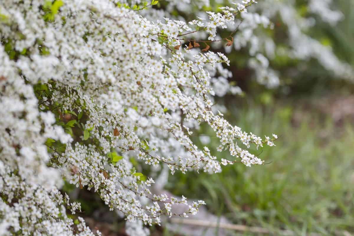 Spiraea prunifolia bush