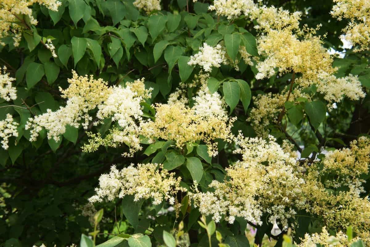 Syringa reticulata tree