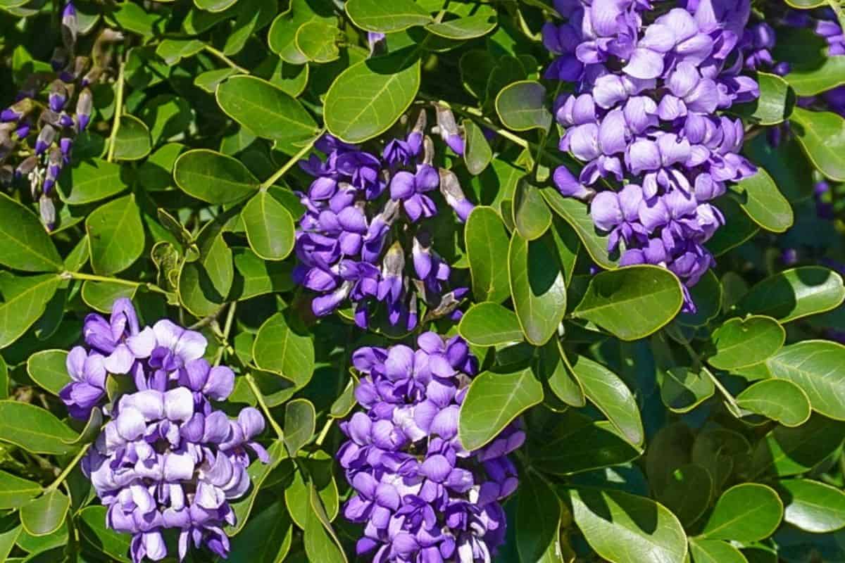 Texas mountain laurel