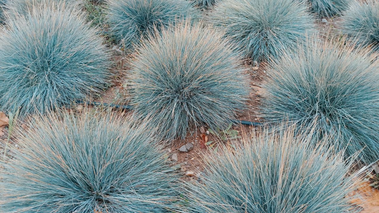 Blue Fescue, festuca glauca, blue oat grass, festuca ovina, ball fescue, ornamental grass 'Elijah Blue' - soft, powder blue, spiky leaves, grass background.