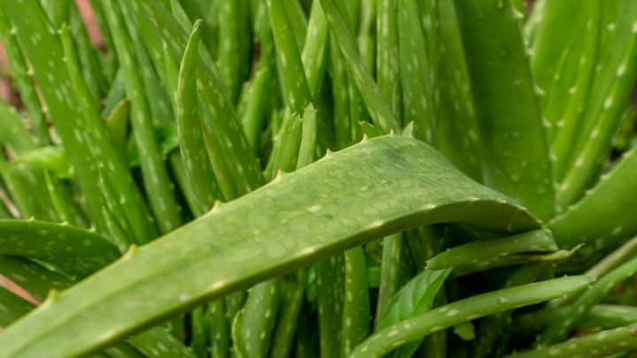 How To Care for An Aloe Vera Plant