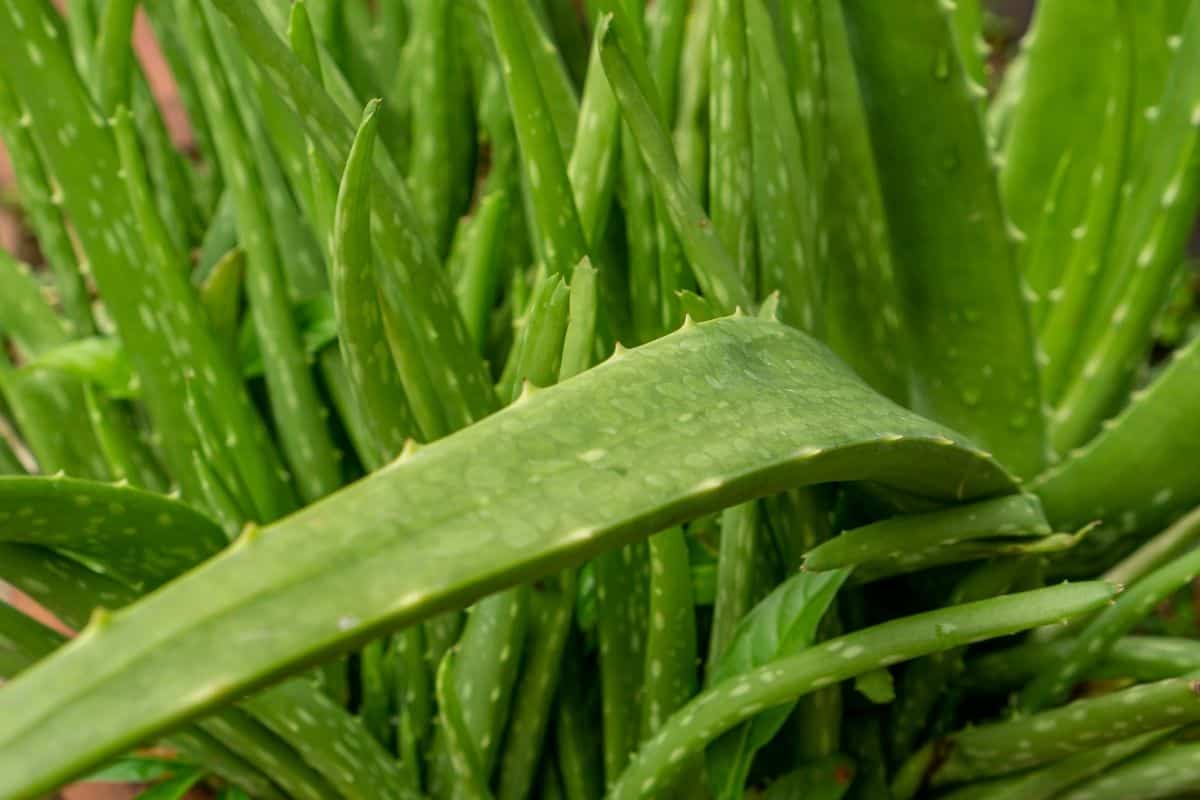 aloe vera plant