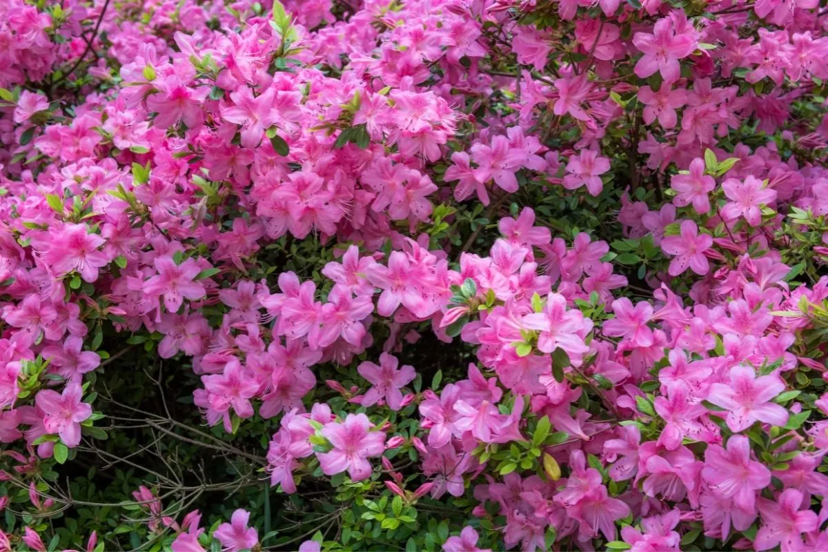 pink azalea flowers