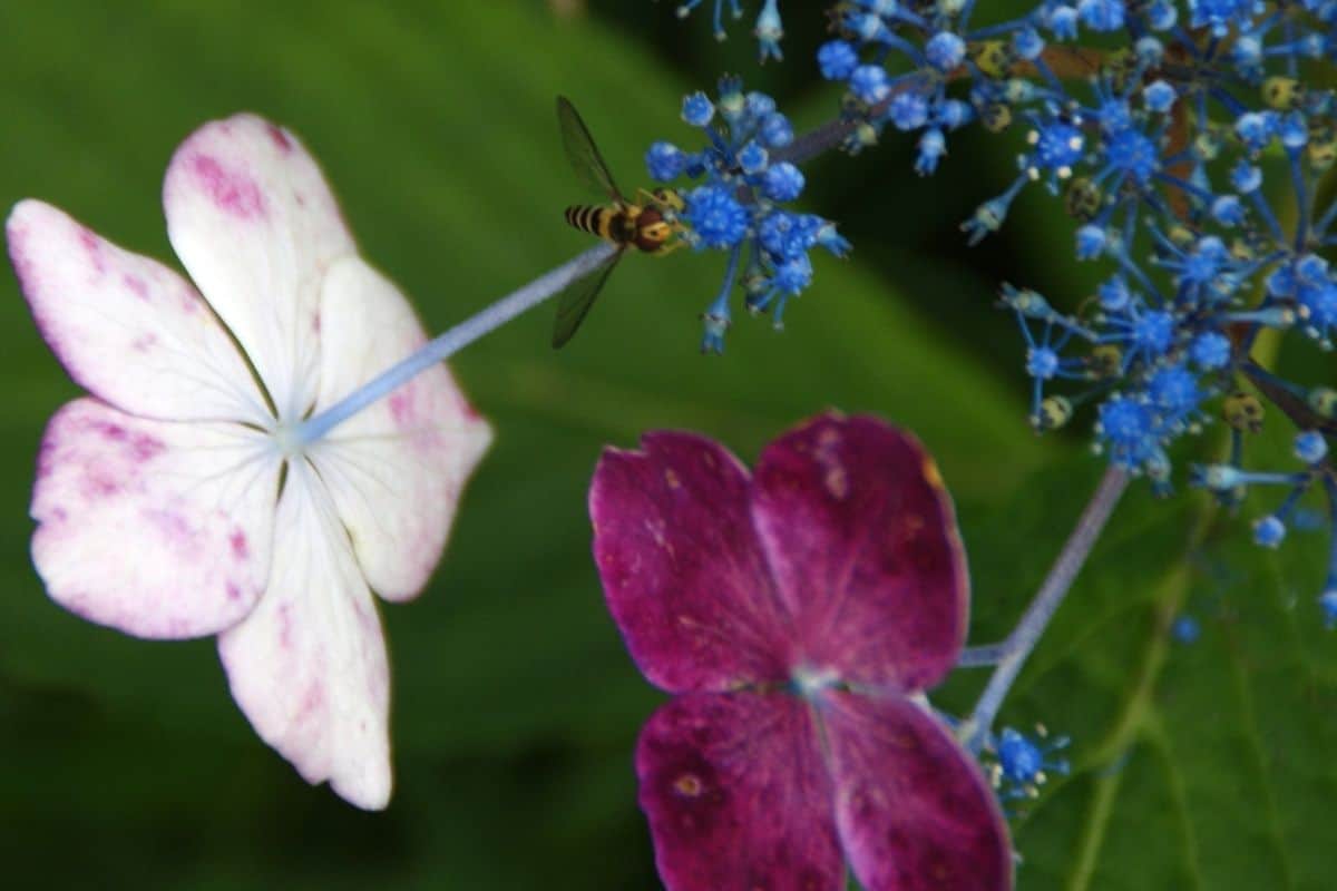small bee on a hydrangea flower