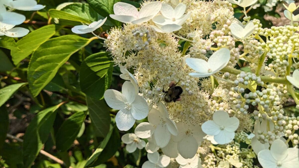 be on a white hydrangea flower.