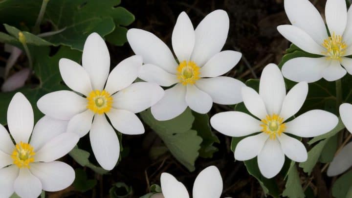 Create a Refuge for Endangered Flowers: 16 Rare Plants of the US