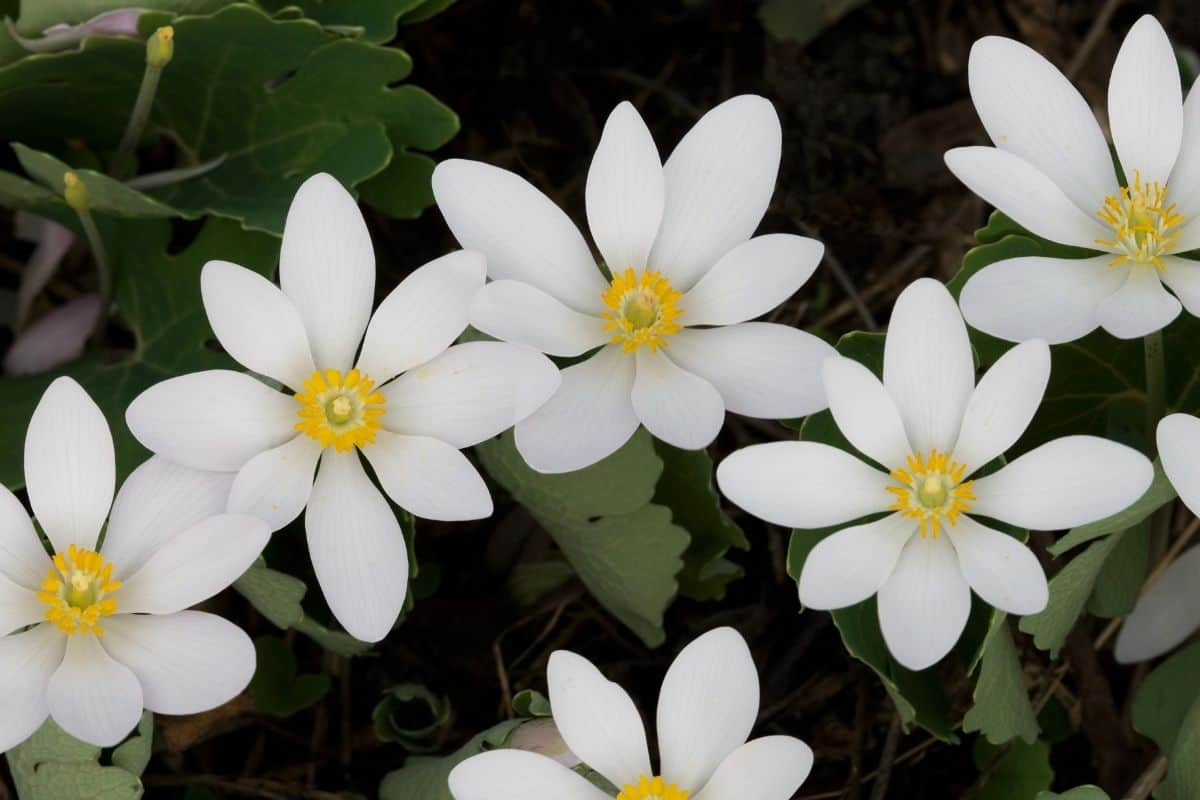 bloodroot flowers