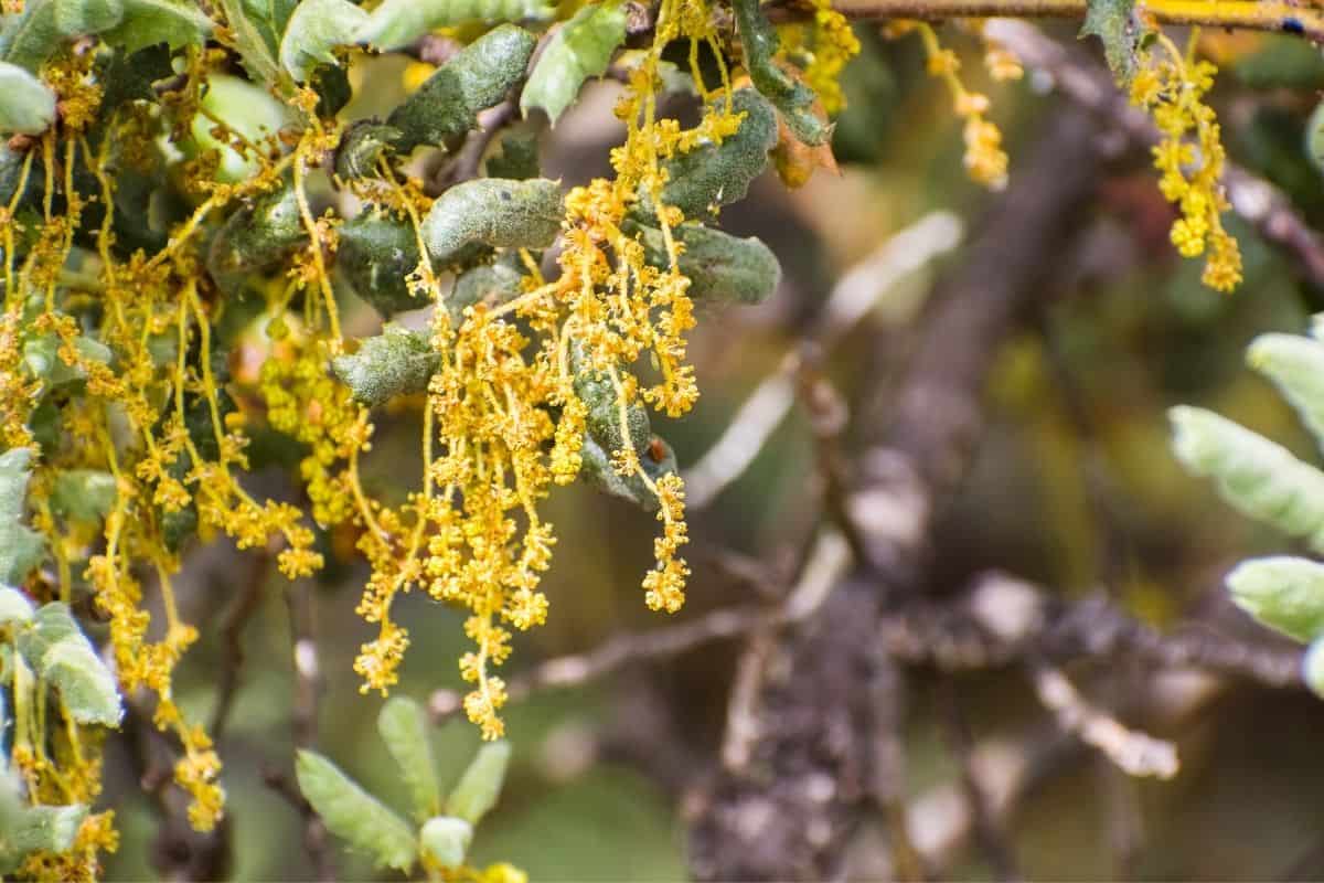 California scrub oak flowers