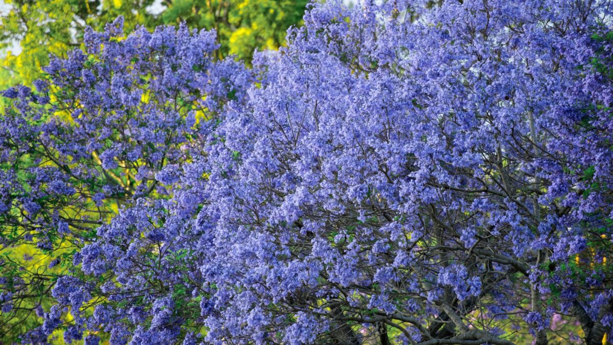blooming Jacaranda tree.