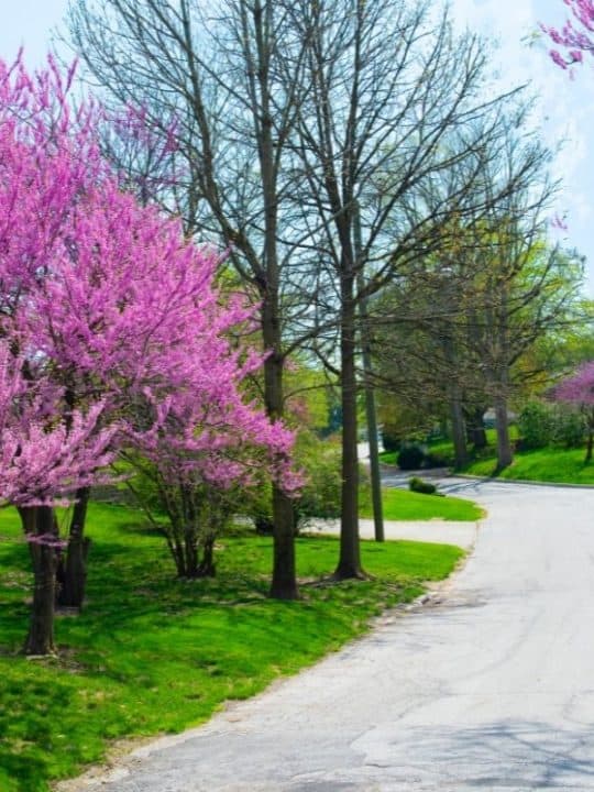 8 Tips For Beautiful Landscaping Under Oak Trees