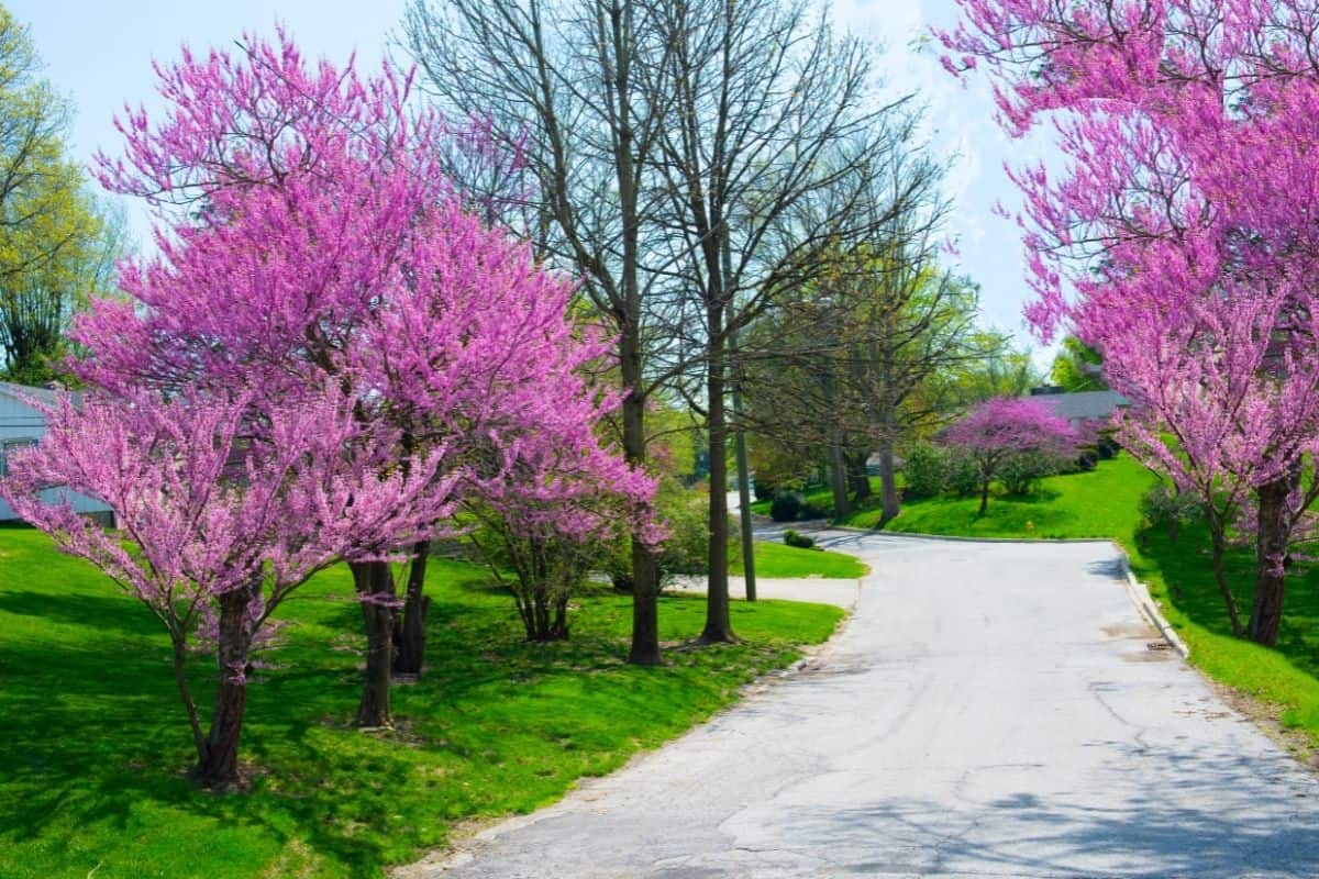 street lined with gorgeous blooming redbud trees