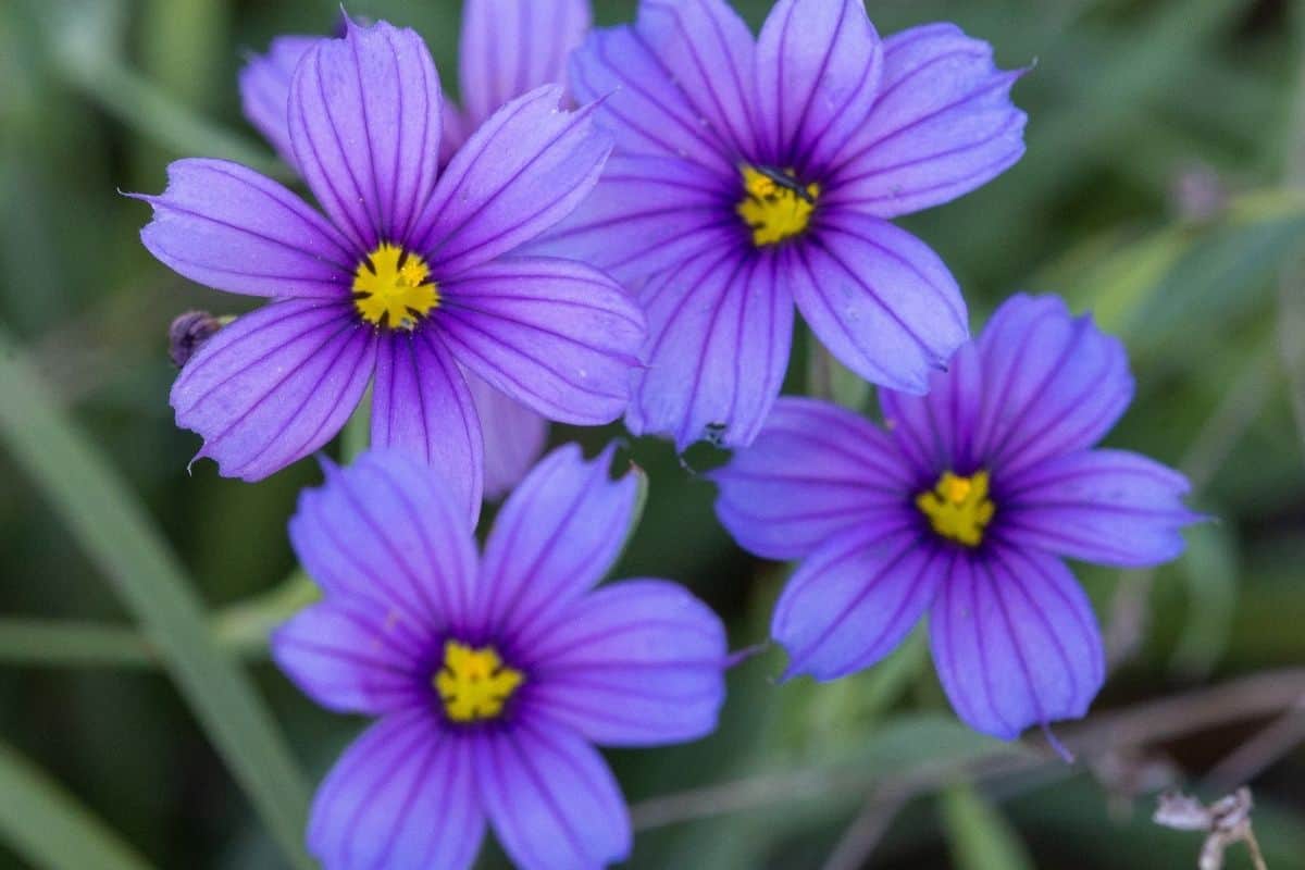 blue eyed grass